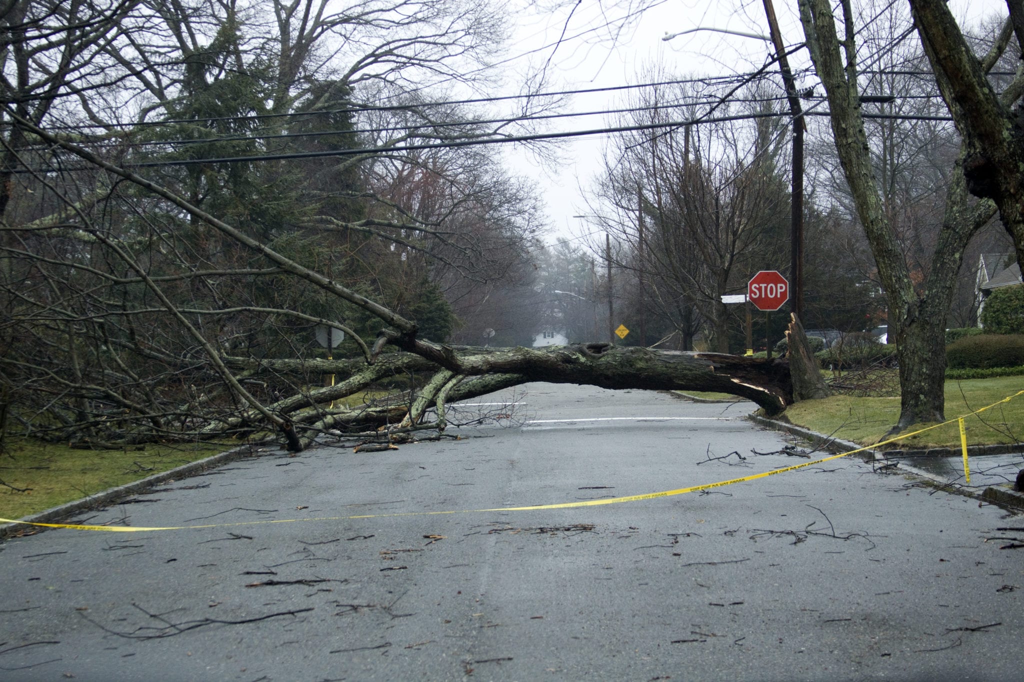 A tree lined neighborhood street on a cloudy day after a storm, there are no leaves on the trees and a large tree has snapped near the base of it's trunk and rests across the street making it impassable.