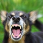 A dog with sharp teeth aggressively barking.