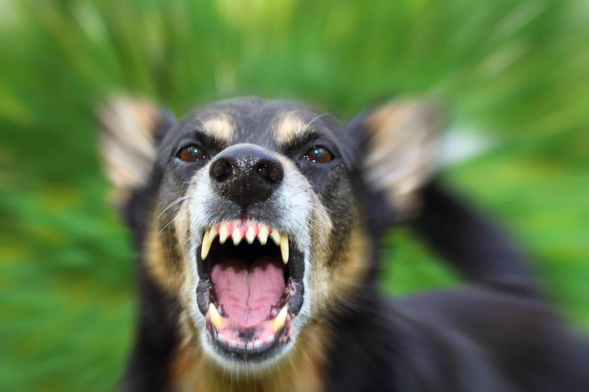 A dog with sharp teeth aggressively barking.