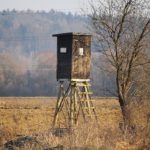 Deer stand in field near a tree.