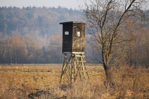 Deer stand in field near a tree.